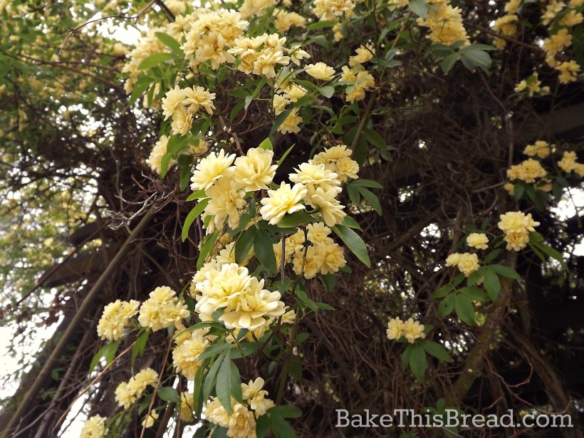 Yellow flowers at the river house photo by BakeThisBread